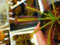 R277 4-1 D. capensis