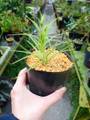 P013 1-2 Roridula gorgonias [BCP ID# S005]