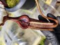 R142 1-4 N. spectabilis x villosa 