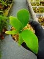 G618 5-1 Platycerium ラベル落ち
