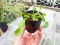 Y488 3-2 Dionaea muscipula B52 Y's Lab