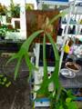 R255 3-1 Platycerium willinckii roll (from poorogo, Java) AO