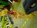 P790 5-1 #BBB N. rafflesiana マレーシア産 一正園 ♀ S-11