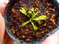 R612 4-1 Dionaea muscipula `Coquillage' [BCP ID# 2066]