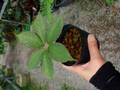 G267 3-2 Amorphophallus bulbifer 土田