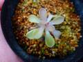 Y875 1-2 P. laueana {narrow flower} [BCP ID# P2194] BCP