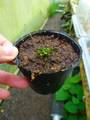 P784  1-1  G. nigrocaulis BCP