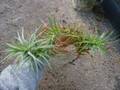 G121 3-3 T. aeranthos Large TI