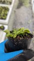Y813 4-1  Dionaea muscipula B52 Y's Lab 
