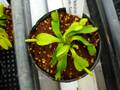 G975 5-2 Dionaea muscipula CK-clone (very similarto Super Nova) CK