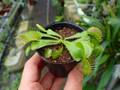 G994 3-2 Dionaea muscipula B52 Y's Lab