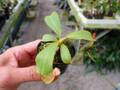 R244 3-3 [YA-10] N. veitchii Bario (very big pitcher) x veitchii Bario (stripe peristome) Y's Lab