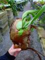 R281 3-3 Platycerium willinckii Mt. Semeru wild