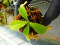 G953 5-1 N. ventricosa madja-as x rajah #NNN