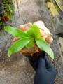 G878 3-3 Platycerium Panama THW