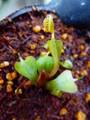 Y654 4-1 Dionaea muscipula `Cuped Trap'