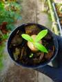G989 3-1 Myrmephytum spec. Irian Jaya AW