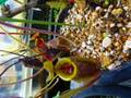 Y987 1-2 #BBB N. undulatifolia