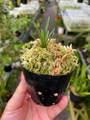 P229-31 Brocchinia reducta {France strain, clone #1.2}  BCP