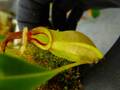 G910 5-1 N. rafflesiana nivea, Mardi x talangensis #NNN