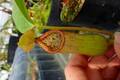 Y349 4-2 #BBB N. ventricosa(b)squat x truncata