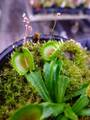 P625 4-1  Dionaea muscipula `Cross Teeth china' CK