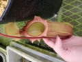 J103 1-2 N. (sibuyanensis x xtrusmadiensis) x [ventricosa squat x {ventricosa x (lowii x ventricosa)}] Y's
