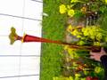 G561 S. flava var. rubricorpora (giant red tube seedling) David