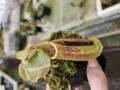 Y796 4-2 #BBB N. maxima (ripped leaf / stem, Rantepao, Surawesi) Y's