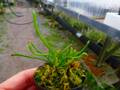 G541 4-2 Darlingtonia californica Y's Lab