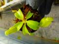 R621 5-1 N. truncata (広島実生系) Y's Lab