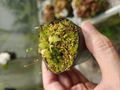 P141 1-1 Cephalotus follicularis Fred Howell Giant MC