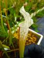 G002 S. leucophylla "Alba" CK 