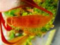 R501 5-1 #BBB N. longifolia (red) NE-63B MT