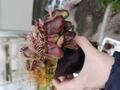 P061 1-1 Cephalotus follicularis 