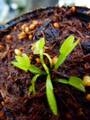 P655 4-1  Dionaea muscipula `Coquillage' [BCP #2066] BCP