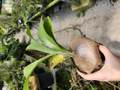R327 3-1 Platycerium 名前なし