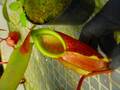 P092 5-3 N. merrilliana (Philippines)(mer) AW
