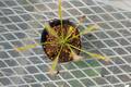 Y026 4-1 D. capensis alba 大彰園