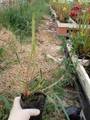 G442 6-5 S. flava cuprea (Coppertop) CT2 (seedling) CK