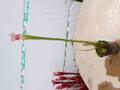 R321 S. leucophylla red stripe throat Cedric