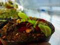 P395 #BBB 4-1 Dionaea muscipula B52 Y's Lab