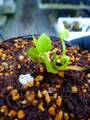 P191 4-1 Dionaea muscipula `BCP Caterpillar II' [BCP#1948-59] BCP