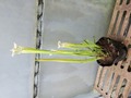 Y627 2ura S. Hybrid Y's 