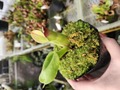 G932 1-1 H. pulchella Akopan AW
