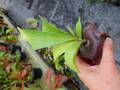 R249 5-1 Platycerium ラベル落ち