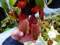Y702 1-4 #BBB N. bellii x undulatifolia #NNN