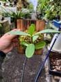 P068 3-3 Hydnophytum formicarum CK