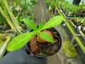 R545 3-1 Myrmephytum spec. Irian jaya AW
