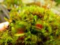 Y339 4-2 Dionaea muscipula 鈴木系